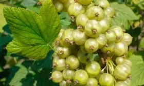 Снежная королева