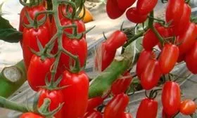 Созревание, плодоношение и продуктивность