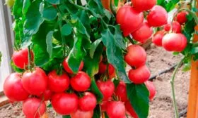 Созревание, плодоношение, продуктивность