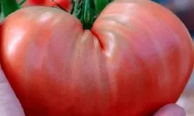 Способы применения и питательные свойства