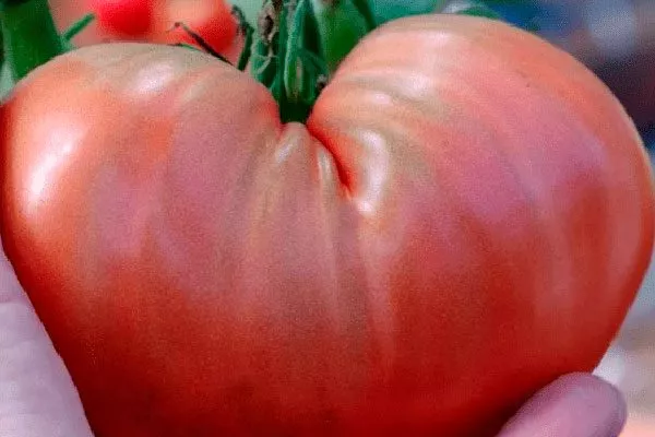 Способы применения и питательные свойства