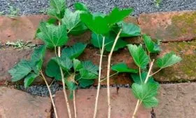 Способы размножения