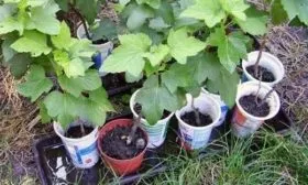 Способы разведения