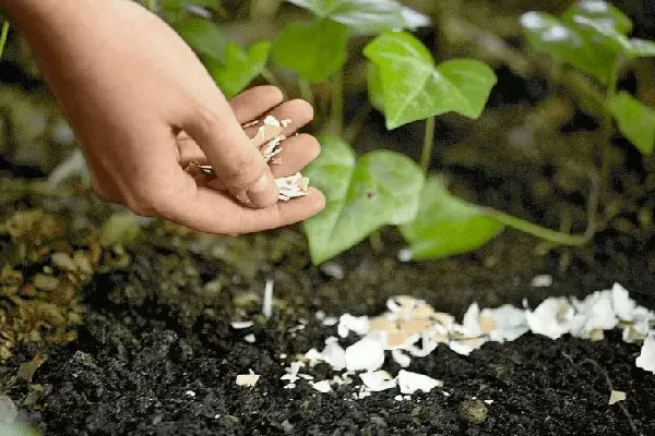 Внесение подкормок