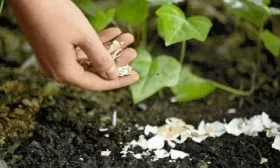 Сроки и правила посадки