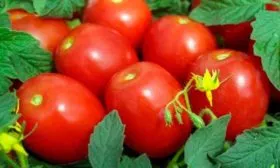 Сроки-поспевания,-продуктивность