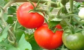 Сроки созревания и продуктивность