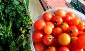 Сроки созревания, продуктивность и транспортабельность