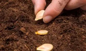 Технология посадки семян в открытом грунте