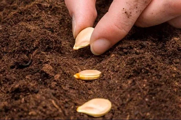 Технология посадки семян в открытом грунте