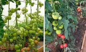 Сроки созревания