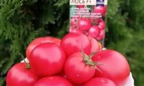 Описание сорта