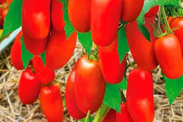 Вкус и назначение плодов