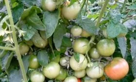 tomat-ultraskorospelyi-1