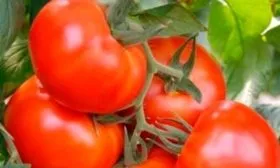 томаты сорта Северные