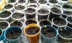 Тонкости посева