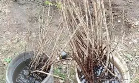 Требования к саженцам