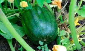 Выращивание