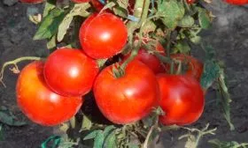 Характеристики сорта