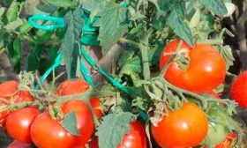 Характеристики сорта2