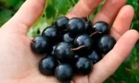 Уборка и хранения урожая