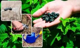 Уход за кустами смородины Атлант