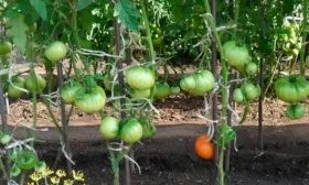 Уход за почвой, пасынкование и подвязывание куста