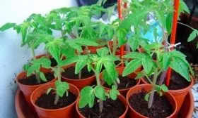 Уход за рассадой