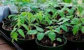 Уход за рассадой