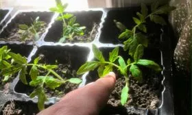 Уход-за-рассадой