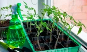 уход-за-рассадой