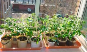 Уход-за-рассадой