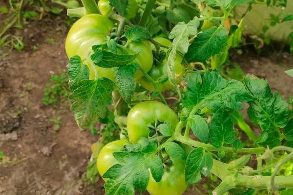 Уход за томатами