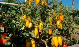 Описание сорта