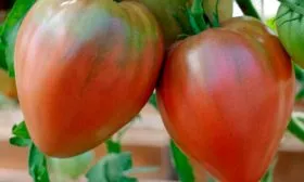 Устойчивость к заболеваниям и регионы выращивания