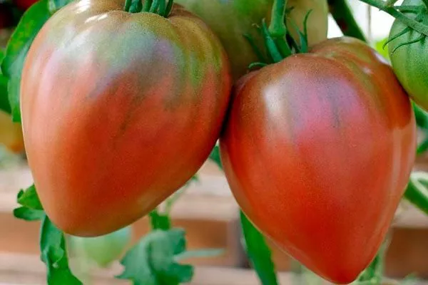 Устойчивость к заболеваниям и регионы выращивания