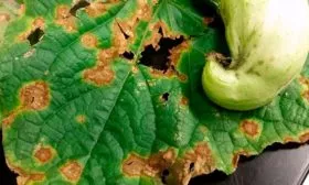 Устойчивость к заболеваниям и вредителям