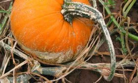 Устойчивость к заболеваниям и вредителям