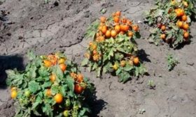 В открытом грунте