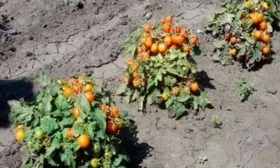 В открытом грунте