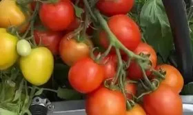 Сроки созревания