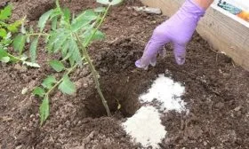 Внесение подкормок