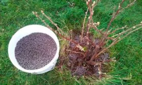 Внесение подкормок