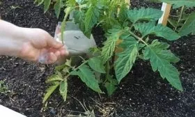 Внесение подкормок