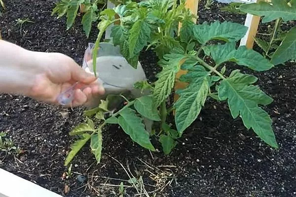 Внесение подкормок