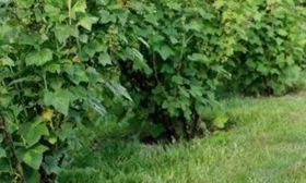 Внешние черты растения и плодов