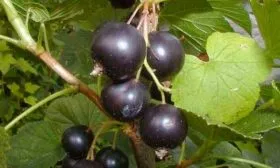 Внешние черты растения и плодов2