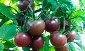 Внешний вид куста и плодов