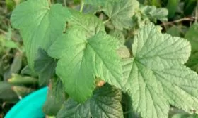 Внешний вид кустарника