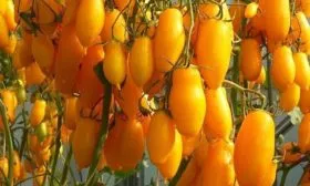 Внешний-вид,-особенности-вкуса